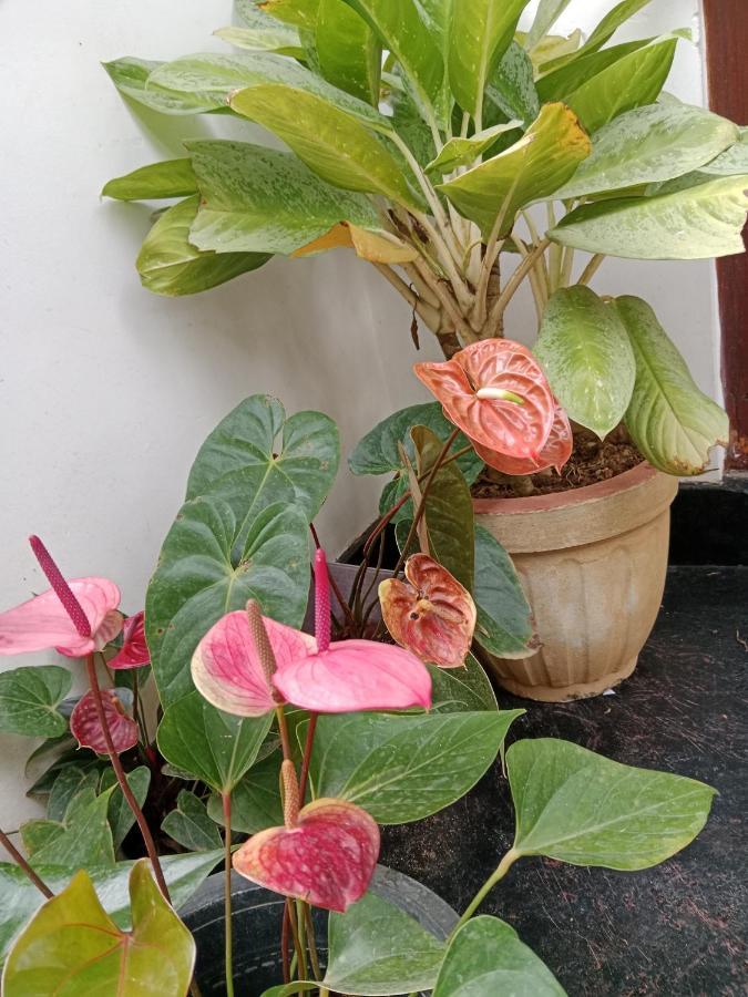 Ella Glory Inn Ngoại thất bức ảnh